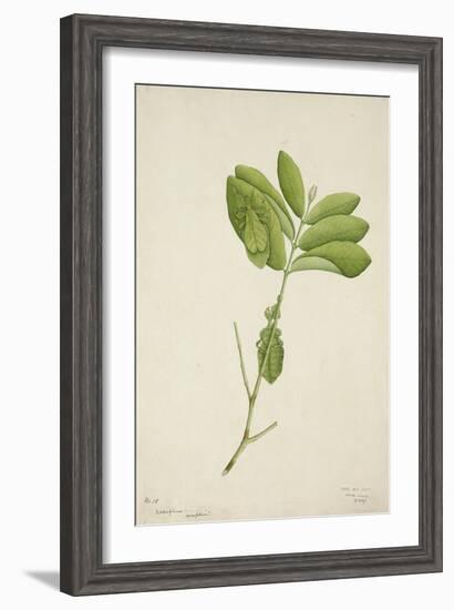 Pulchrifilium Spurifolium, 1800-10-null-Framed Giclee Print