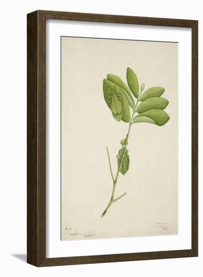 Pulchrifilium Spurifolium, 1800-10-null-Framed Giclee Print