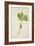 Pulchrifilium Spurifolium, 1800-10-null-Framed Giclee Print