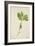 Pulchrifilium Spurifolium, 1800-10-null-Framed Giclee Print