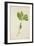 Pulchrifilium Spurifolium, 1800-10-null-Framed Giclee Print