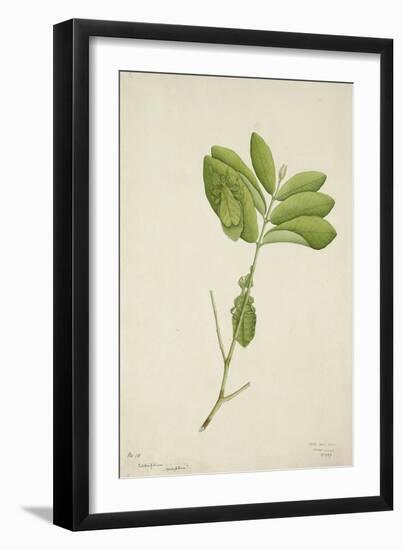 Pulchrifilium Spurifolium, 1800-10-null-Framed Giclee Print