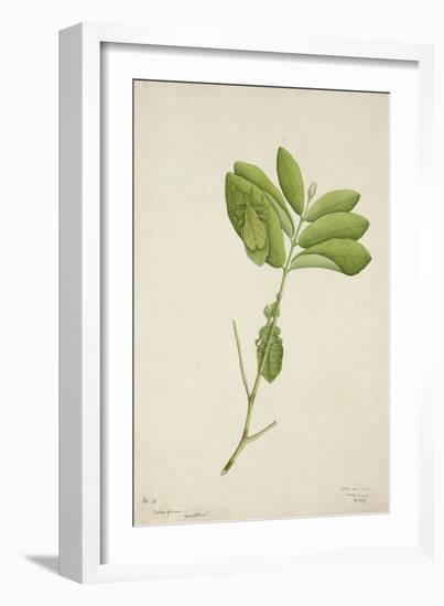 Pulchrifilium Spurifolium, 1800-10-null-Framed Giclee Print