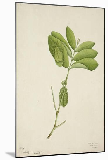 Pulchrifilium Spurifolium, 1800-10-null-Mounted Giclee Print