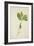 Pulchrifilium Spurifolium, 1800-10-null-Framed Giclee Print