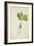 Pulchrifilium Spurifolium, 1800-10-null-Framed Giclee Print