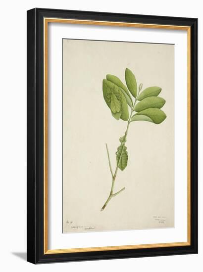 Pulchrifilium Spurifolium, 1800-10-null-Framed Giclee Print