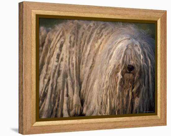 Puli / Hungarian Water Dog Portrait-Adriano Bacchella-Framed Premier Image Canvas