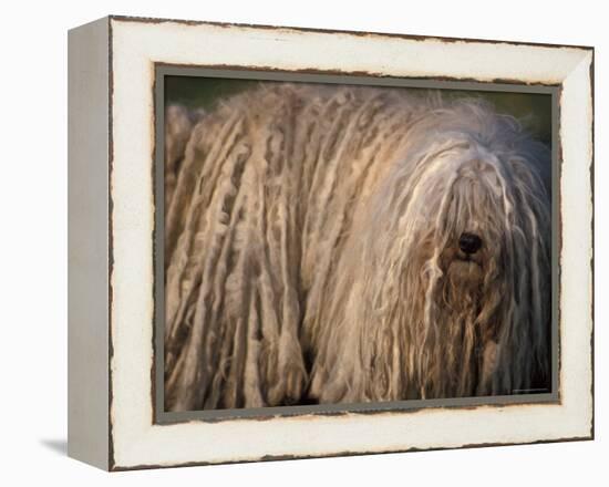 Puli / Hungarian Water Dog Portrait-Adriano Bacchella-Framed Premier Image Canvas