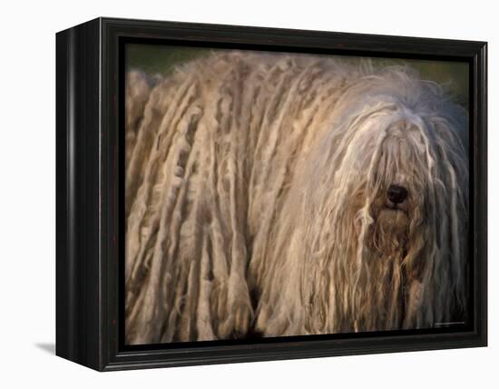 Puli / Hungarian Water Dog Portrait-Adriano Bacchella-Framed Premier Image Canvas