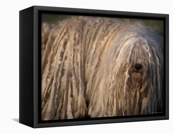 Puli / Hungarian Water Dog Portrait-Adriano Bacchella-Framed Premier Image Canvas