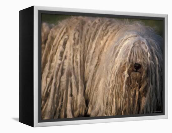 Puli / Hungarian Water Dog Portrait-Adriano Bacchella-Framed Premier Image Canvas