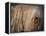 Puli / Hungarian Water Dog Portrait-Adriano Bacchella-Framed Premier Image Canvas