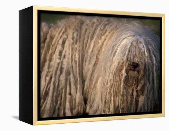 Puli / Hungarian Water Dog Portrait-Adriano Bacchella-Framed Premier Image Canvas