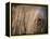 Puli / Hungarian Water Dog Portrait-Adriano Bacchella-Framed Premier Image Canvas