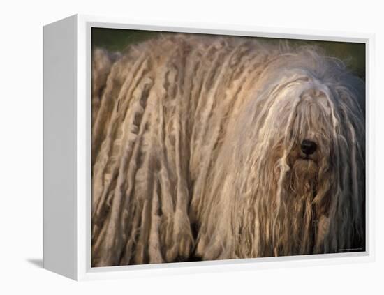 Puli / Hungarian Water Dog Portrait-Adriano Bacchella-Framed Premier Image Canvas