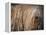 Puli / Hungarian Water Dog Portrait-Adriano Bacchella-Framed Premier Image Canvas