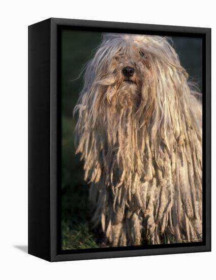 Puli / Hungarian Water Dog Portrait-Adriano Bacchella-Framed Premier Image Canvas