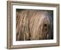 Puli / Hungarian Water Dog Portrait-Adriano Bacchella-Framed Photographic Print