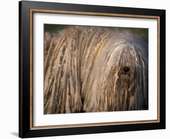 Puli / Hungarian Water Dog Portrait-Adriano Bacchella-Framed Photographic Print