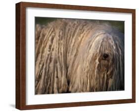 Puli / Hungarian Water Dog Portrait-Adriano Bacchella-Framed Photographic Print