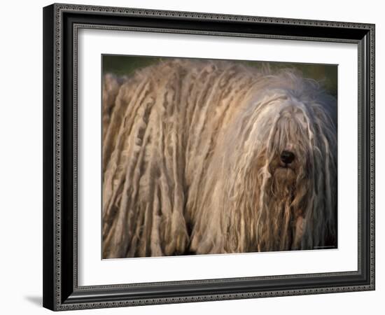 Puli / Hungarian Water Dog Portrait-Adriano Bacchella-Framed Photographic Print