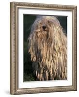 Puli / Hungarian Water Dog Portrait-Adriano Bacchella-Framed Photographic Print