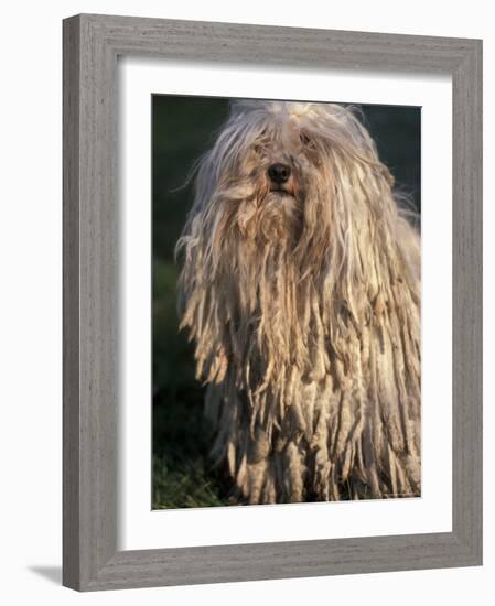 Puli / Hungarian Water Dog Portrait-Adriano Bacchella-Framed Photographic Print