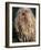 Puli / Hungarian Water Dog Portrait-Adriano Bacchella-Framed Photographic Print