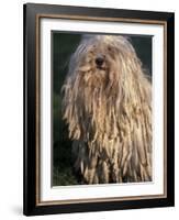 Puli / Hungarian Water Dog Portrait-Adriano Bacchella-Framed Photographic Print