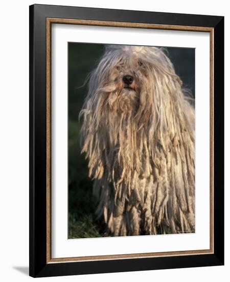 Puli / Hungarian Water Dog Portrait-Adriano Bacchella-Framed Photographic Print
