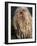 Puli / Hungarian Water Dog Portrait-Adriano Bacchella-Framed Photographic Print