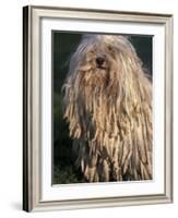 Puli / Hungarian Water Dog Portrait-Adriano Bacchella-Framed Photographic Print