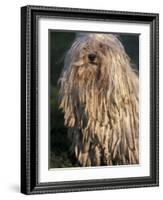 Puli / Hungarian Water Dog Portrait-Adriano Bacchella-Framed Photographic Print