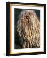 Puli / Hungarian Water Dog Portrait-Adriano Bacchella-Framed Photographic Print