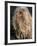 Puli / Hungarian Water Dog Portrait-Adriano Bacchella-Framed Photographic Print