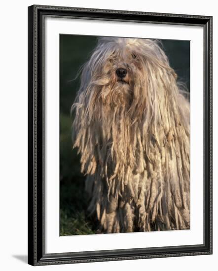 Puli / Hungarian Water Dog Portrait-Adriano Bacchella-Framed Photographic Print