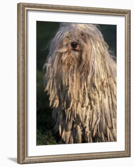 Puli / Hungarian Water Dog Portrait-Adriano Bacchella-Framed Photographic Print