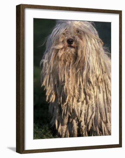 Puli / Hungarian Water Dog Portrait-Adriano Bacchella-Framed Photographic Print