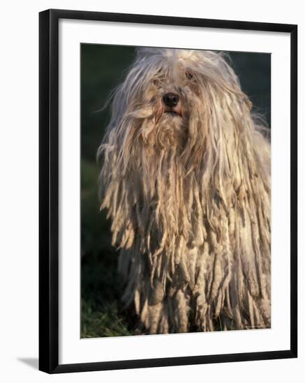 Puli / Hungarian Water Dog Portrait-Adriano Bacchella-Framed Photographic Print