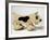 Pull Along Toy-null-Framed Photographic Print