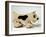 Pull Along Toy-null-Framed Photographic Print