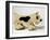 Pull Along Toy-null-Framed Photographic Print