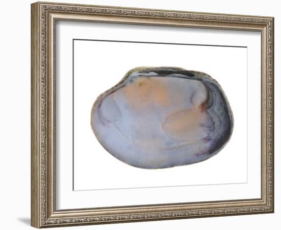 Pullet Carpet Shell Shell Inside, Belgium-Philippe Clement-Framed Photographic Print