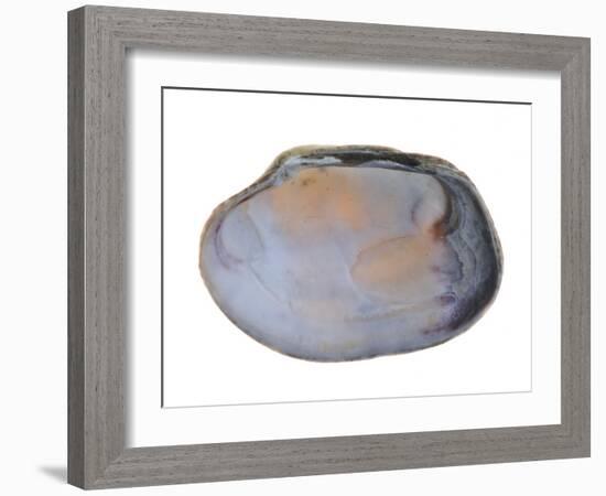 Pullet Carpet Shell Shell Inside, Belgium-Philippe Clement-Framed Photographic Print