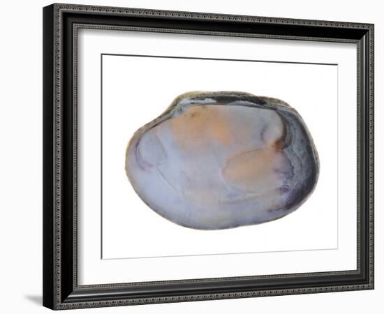 Pullet Carpet Shell Shell Inside, Belgium-Philippe Clement-Framed Photographic Print