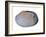 Pullet Carpet Shell Shell Inside, Belgium-Philippe Clement-Framed Photographic Print