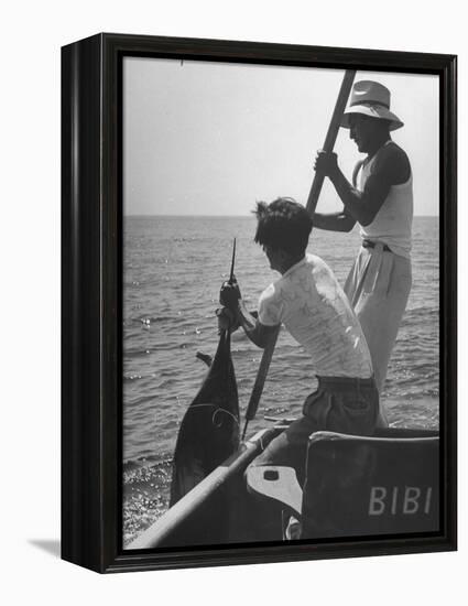 Pulling Quickly, the Beaten Fish Is Taken Aboard the Boat by Gloved Crew Member-null-Framed Premier Image Canvas