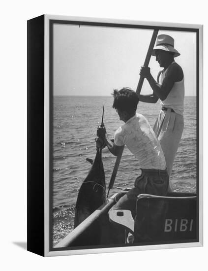 Pulling Quickly, the Beaten Fish Is Taken Aboard the Boat by Gloved Crew Member-null-Framed Premier Image Canvas