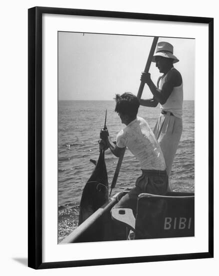 Pulling Quickly, the Beaten Fish Is Taken Aboard the Boat by Gloved Crew Member-null-Framed Photographic Print